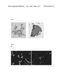 Molecules And Methods For Modulating TMEM16A  Activities diagram and image