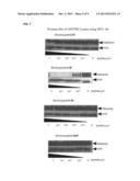 Molecules And Methods For Modulating TMEM16A  Activities diagram and image