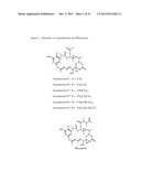 CYTOTOXIC AGENTS COMPRISING NEW ANSAMITOCIN DERIVATIVES diagram and image