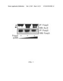 COMPOSITIONS AND METHODS FOR TREATING FOXP3+ TREG RELATED DISEASES diagram and image