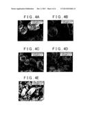 GARNET-TYPE SOLID ELECTROLYTE, SECONDARY BATTERY CONTAINING GARNET-TYPE     SOLID ELECTROLYTE, AND METHOD OF PRODUCING GARNET-TYPE SOLID ELECTROLYTE diagram and image