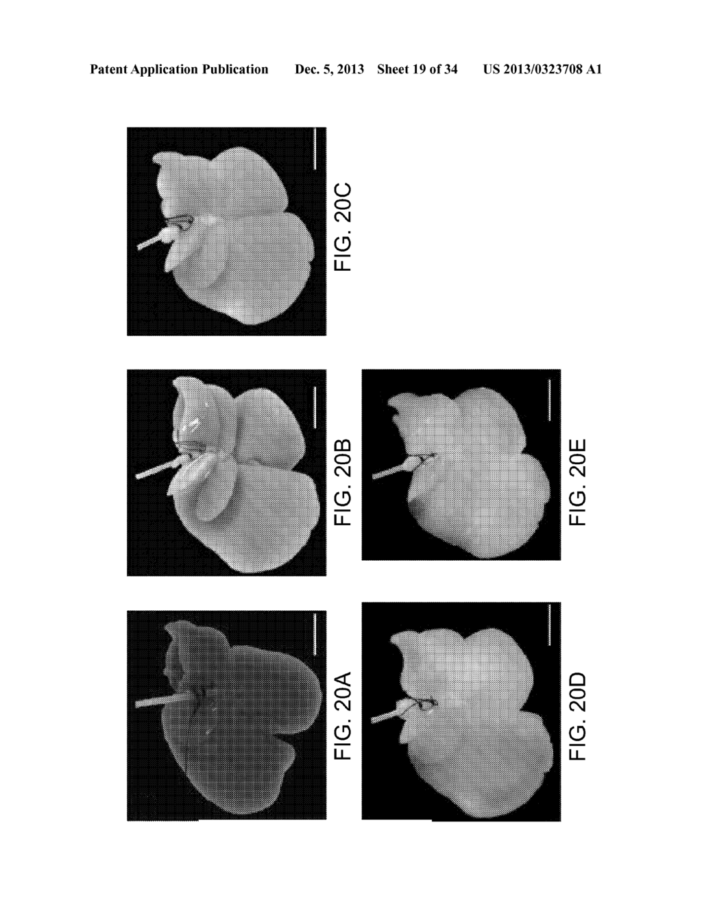 ISOLATED ADULT CELLS, ARTIFICIAL ORGANS, REHABILITATED ORGANS, RESEARCH     TOOLS, ORGAN ENCASEMENTS, ORGAN PERFUSION SYSTEMS, AND METHODS FOR     PREPARING AND UTILIZING THE SAME - diagram, schematic, and image 20