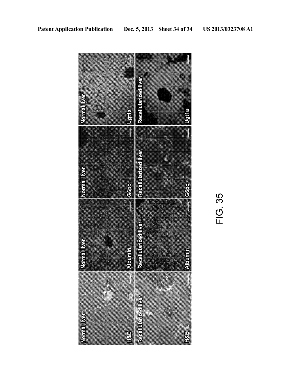 ISOLATED ADULT CELLS, ARTIFICIAL ORGANS, REHABILITATED ORGANS, RESEARCH     TOOLS, ORGAN ENCASEMENTS, ORGAN PERFUSION SYSTEMS, AND METHODS FOR     PREPARING AND UTILIZING THE SAME - diagram, schematic, and image 35