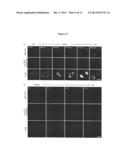 TARGETING AND TRACING OF ANTIGENS IN LIVING CELLS diagram and image