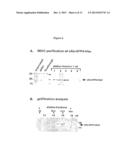 TARGETING AND TRACING OF ANTIGENS IN LIVING CELLS diagram and image