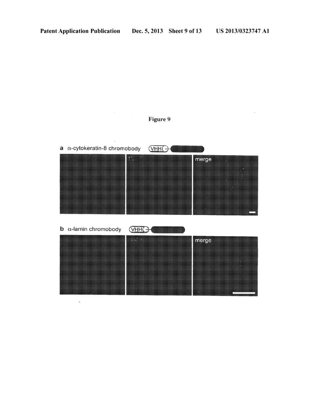 TARGETING AND TRACING OF ANTIGENS IN LIVING CELLS - diagram, schematic, and image 10