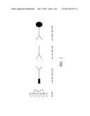 ANTI-IDIOTYPE ANTIBODY AGAINST AN ANTIBODY AGAINST THE AMYLOID BETA     PEPTIDE diagram and image