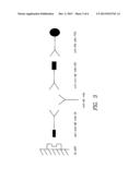 ANTI-IDIOTYPE ANTIBODY AGAINST AN ANTIBODY AGAINST THE AMYLOID BETA     PEPTIDE diagram and image