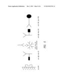 ANTI-IDIOTYPE ANTIBODY AGAINST AN ANTIBODY AGAINST THE AMYLOID BETA     PEPTIDE diagram and image