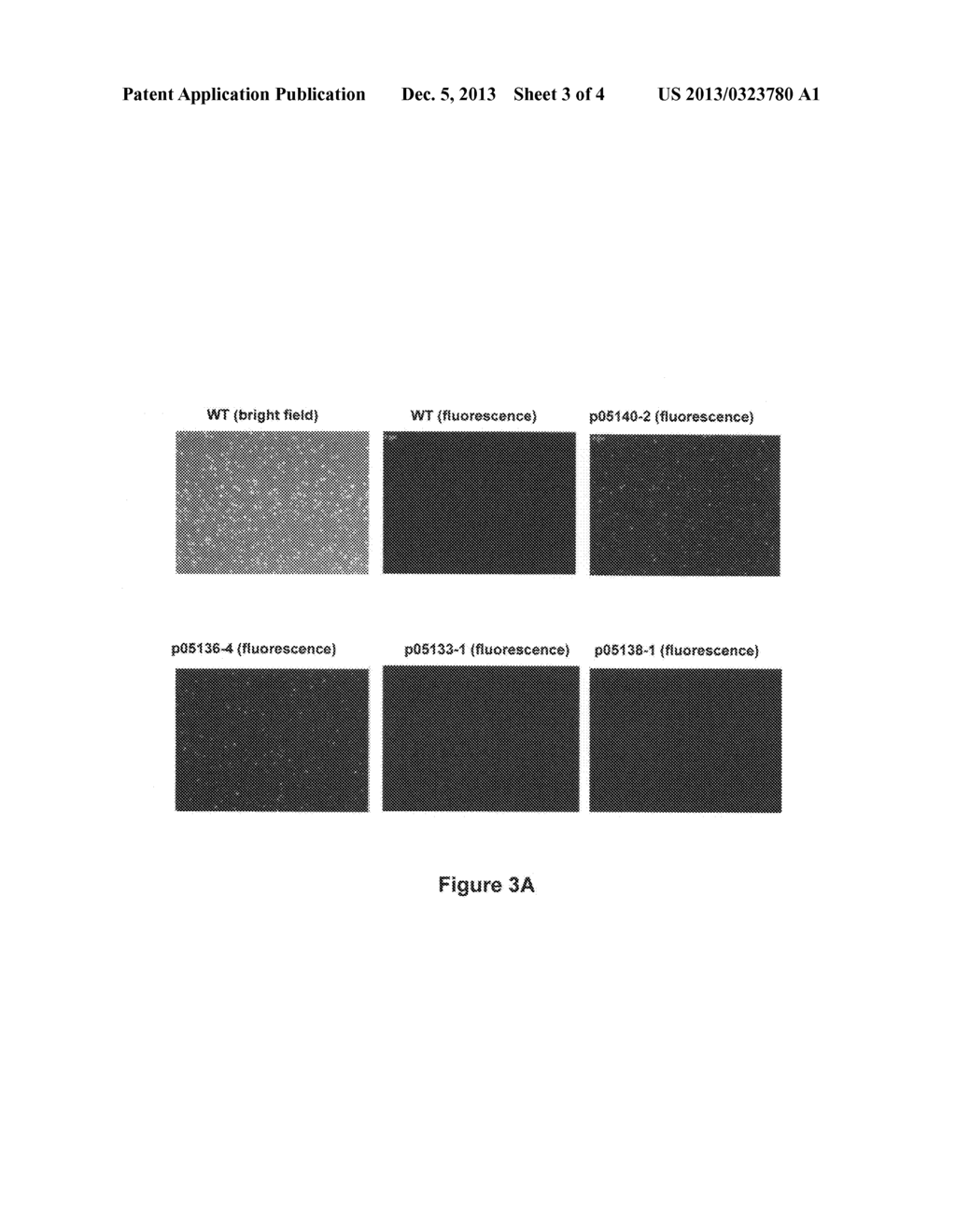 PROMOTERS AND TERMINATORS FOR USE IN EUKARYOTIC CELLS - diagram, schematic, and image 04