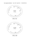 RECOMBINATIONAL CLONING USING ENGINEERED RECOMBINATION SITES diagram and image