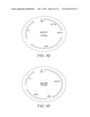 RECOMBINATIONAL CLONING USING ENGINEERED RECOMBINATION SITES diagram and image