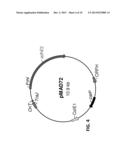 METABOLIC ENGINEERING OF CLOSTRIDIUM TYROBUTYRICUM FOR BUTANOL PRODUCTION diagram and image