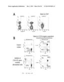 METHODS FOR INDUCING SELECTIVE APOPTOSIS diagram and image