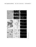 METHODS FOR INDUCING SELECTIVE APOPTOSIS diagram and image