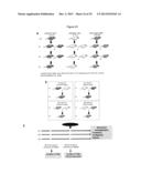 REVERSAL OF HIGH BREAST CANCER RISK IN MAMMALS EXPOSED TO ESTROGENIC     CHEMICALS IN UTERO BY ADULT EXPOSURE TO HDAC AND DNMT INHIBITORS diagram and image