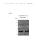 HUMANIZED ANTI-EGFL7 ANTIBODIES AND METHODS USING SAME diagram and image