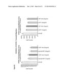 HUMANIZED ANTI-EGFL7 ANTIBODIES AND METHODS USING SAME diagram and image