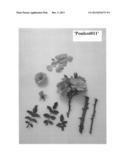 GROUND COVER ROSE PLANT NAMED  POULCOT011  diagram and image