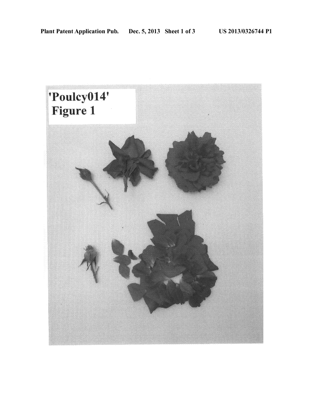 Rosa hybrid variety denomination 'Poulcy014' - diagram, schematic, and image 03