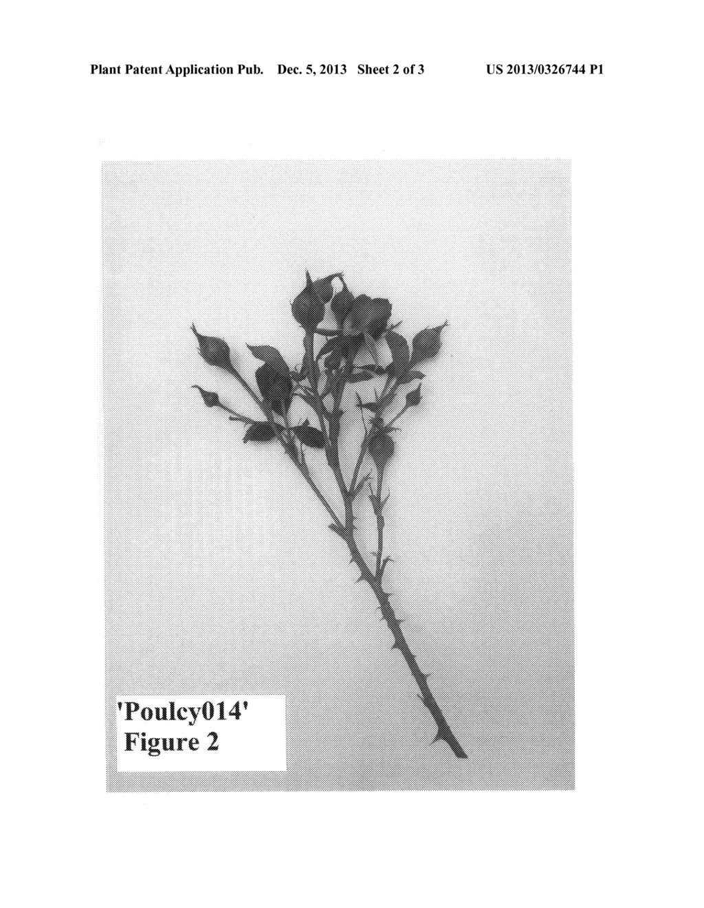 Rosa hybrid variety denomination 'Poulcy014' - diagram, schematic, and image 04