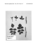 Rosa hybrid variety denomination  Poulcy014  diagram and image