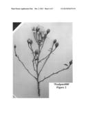 Hybrid tea rose plant named  Poulpmt008  diagram and image