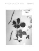 Hybrid tea rose plant named  Poulpmt008  diagram and image