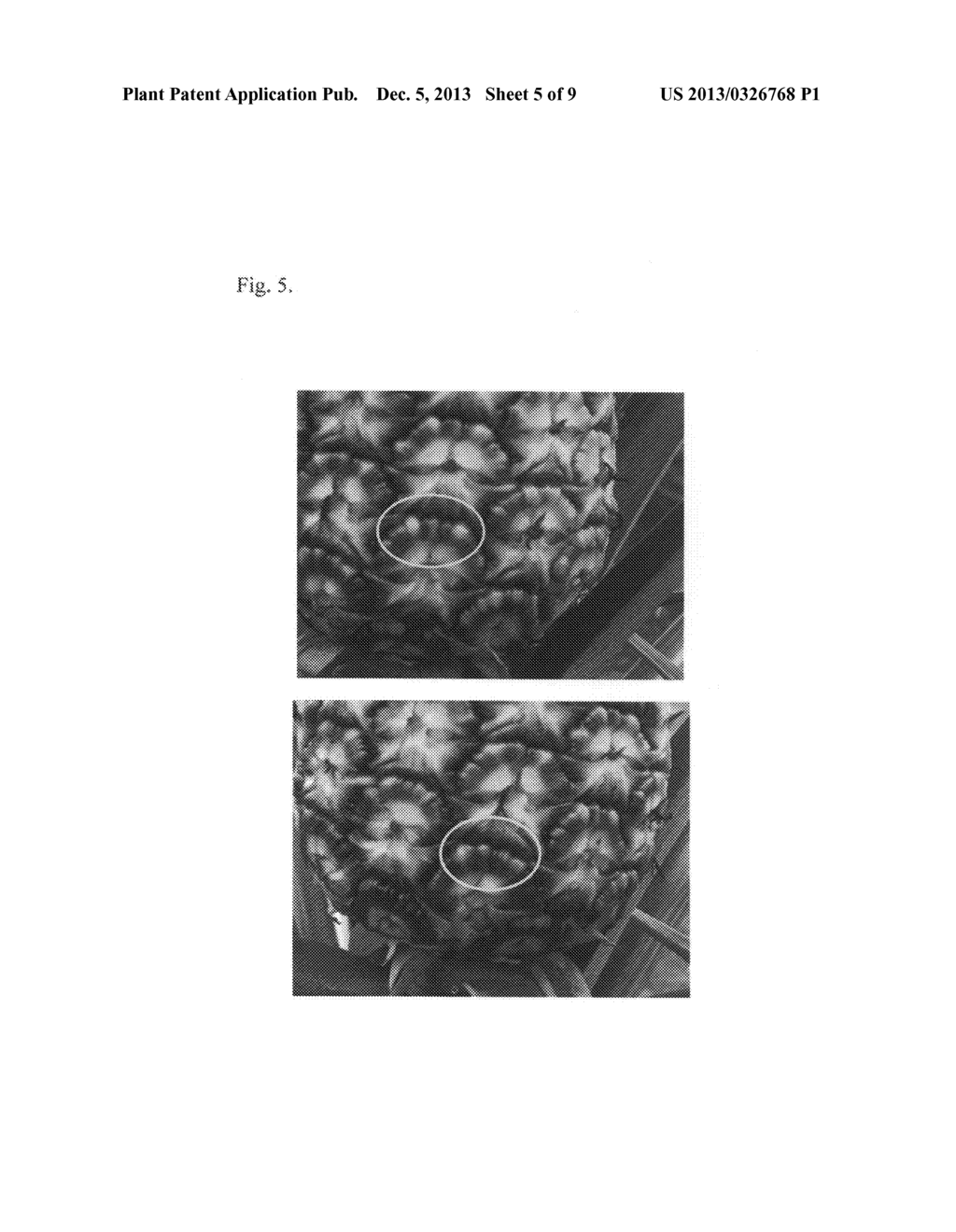 Pineapple plant named Rose (EF2-114) - diagram, schematic, and image 19