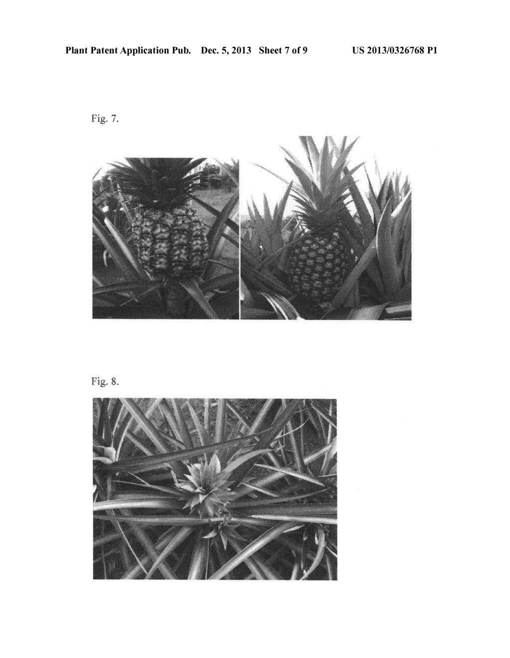 Pineapple plant named Rose (EF2-114) - diagram, schematic, and image 21