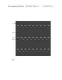 USE OF A UNIFORM LAYER OF INSULATING MATERIAL IN BACK-CONTACT SOLAR CELLS diagram and image