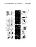 High Telomerase Activity Bone Marrow Mesenchymal Stem Cells, Methods of     Producing the Same and Pharmaceuticals and Treatment Methods Based     Thereon diagram and image