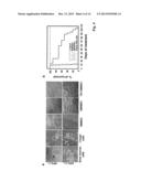 High Telomerase Activity Bone Marrow Mesenchymal Stem Cells, Methods of     Producing the Same and Pharmaceuticals and Treatment Methods Based     Thereon diagram and image