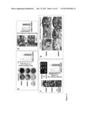 High Telomerase Activity Bone Marrow Mesenchymal Stem Cells, Methods of     Producing the Same and Pharmaceuticals and Treatment Methods Based     Thereon diagram and image