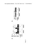 High Telomerase Activity Bone Marrow Mesenchymal Stem Cells, Methods of     Producing the Same and Pharmaceuticals and Treatment Methods Based     Thereon diagram and image