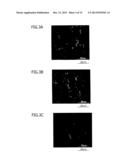 BRAIN TISSUE REGENERATION METHOD diagram and image