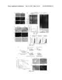 Hepatocyte-Like Cells and Uses Thereof diagram and image