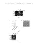 Hepatocyte-Like Cells and Uses Thereof diagram and image