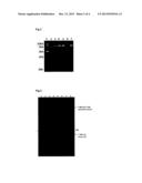 MUTANTS OF L-ASPARAGINASE diagram and image