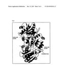 MUTANTS OF L-ASPARAGINASE diagram and image