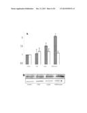 TEST OF INSULIN AS A DRUG TO REDUCE RESTENOSIS OF VESSELS diagram and image