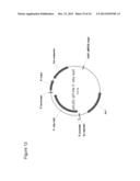 LEGUME ISOPRENE SYNTHASE FOR PRODUCTION OF ISOPRENE diagram and image