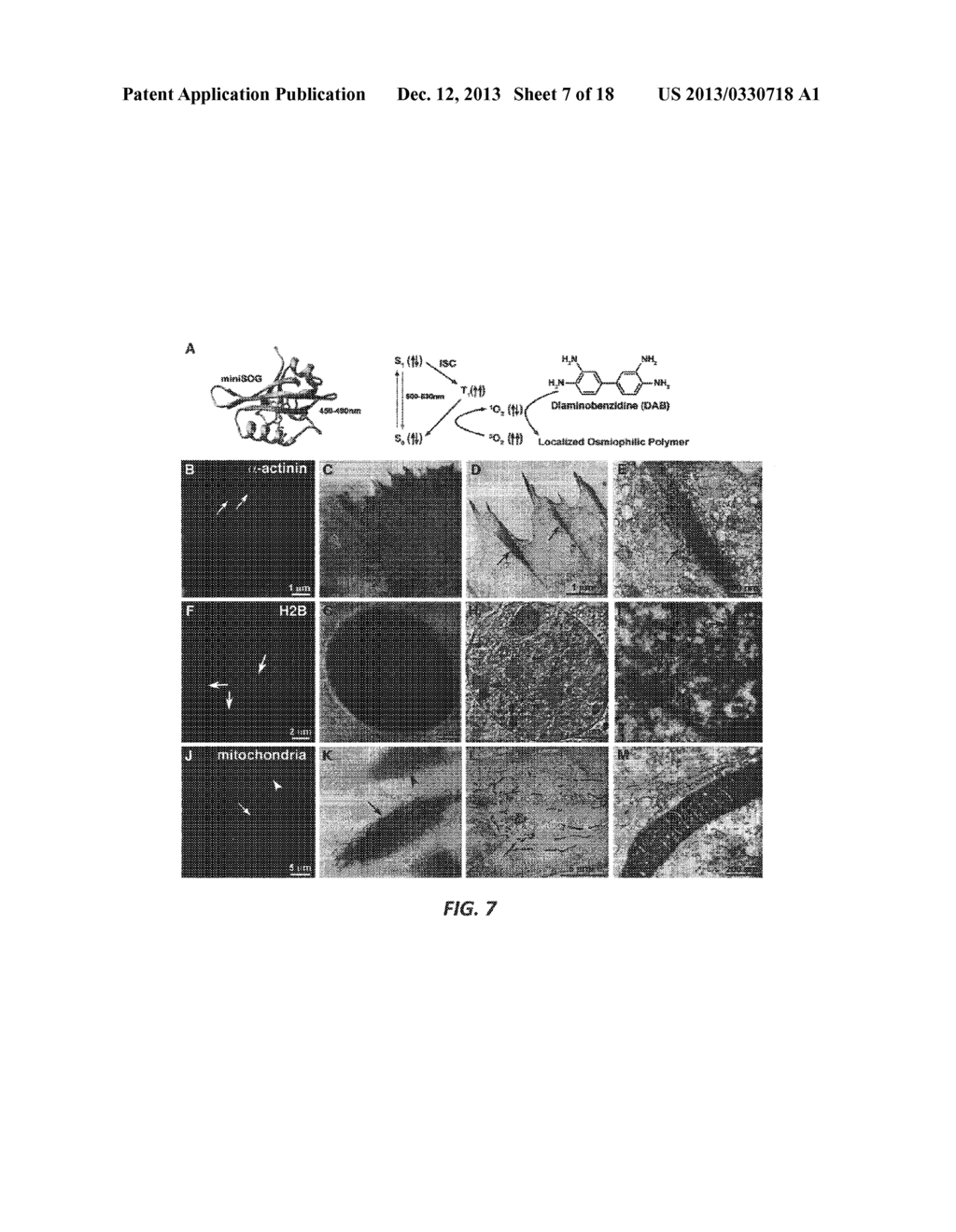 PROTEINS THAT EFFICIENTLY GENERATE SINGLET OXYGEN - diagram, schematic, and image 08