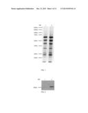 NITRATED CARDIAC TROPONIN I AS A BIOMARKER OF CARDIAC ISCHEMIA diagram and image