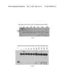 NITRATED CARDIAC TROPONIN I AS A BIOMARKER OF CARDIAC ISCHEMIA diagram and image