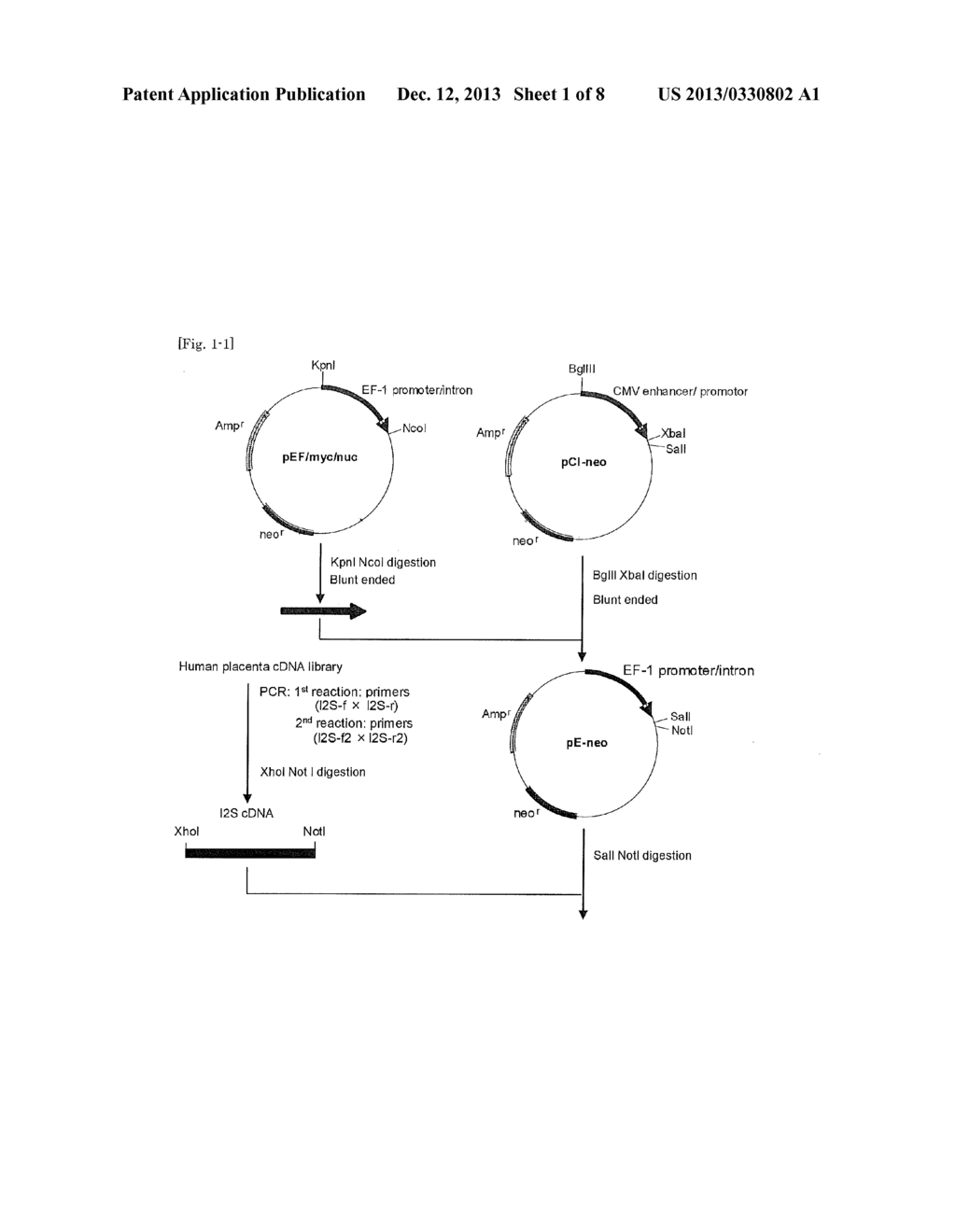 METHOD FOR PRODUCTION OF RECOMBINANT HUMAN IDURONATE 2-SULFATASE - diagram, schematic, and image 02