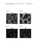 Differentiation of Human Embryonic Stem Cells into Pancreatic Endocrine     Cells diagram and image