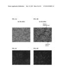 Differentiation of Human Embryonic Stem Cells into Pancreatic Endocrine     Cells diagram and image