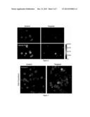 ENABLING THE USE OF LONG dsRNA FOR GENE TARGETING IN MAMMALIAN AND OTHER     SELECTED ANIMAL CELLS diagram and image