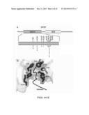 RECURRENT SPOP MUTATIONS IN PROSTATE CANCER diagram and image